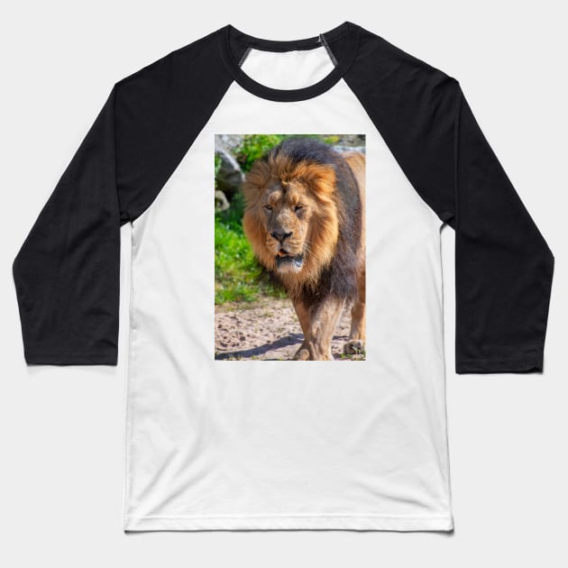 Male Lion Baseball T-Shirt by Russell102